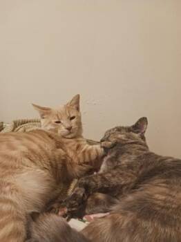 Domestic Short Hair Cats Available for Adoption - Raidley | PetCurious