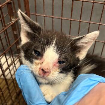 Domestic Short Hair Cats Available for Adoption in Yuma, Arizona - Benard | PetCurious