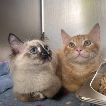 Zara -  American Shorthair and Siamese Cat for Adoption in Asheville, North Carolina - Zara | PetCurious