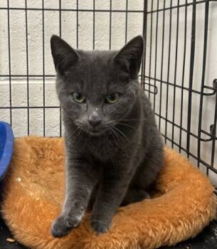 Rescue Domestic Short Hair Cats for Adoption in Anderson, Indiana - Caden | PetCurious