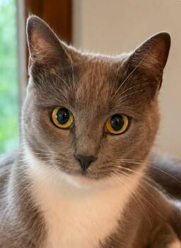 Marshmallow -  Domestic Short Hair Cat for Adoption in El Dorado, Arkansas - Marshmallow | PetCurious