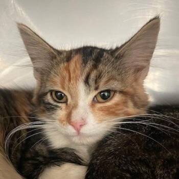 Hazel -  Domestic Medium Hair Cat for Adoption in Hawthorne, California - Hazel | PetCurious