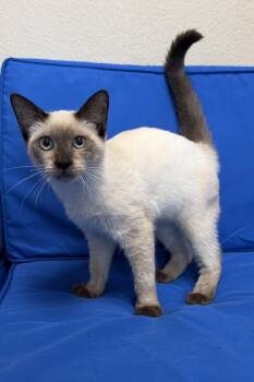 Lovelle -  Siamese Cat for Adoption in Plant City, Florida - Lovelle | PetCurious