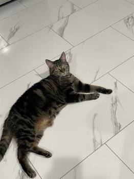 SHIRLEY -  Domestic Short Hair Cat for Adoption in Westminster, Maryland - SHIRLEY | PetCurious