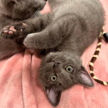 Herbs -  Domestic Short Hair Cat for Adoption in Los Angeles, California - Herbs | PetCurious