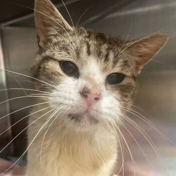 Rescue Domestic Short Hair Cats for Adoption in Cumming, Georgia - Oppenheimer | PetCurious