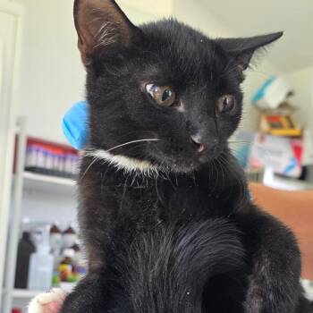 Tiny -  Domestic Short Hair Cat for Adoption in Chapel Hill, North Carolina - Tiny | PetCurious