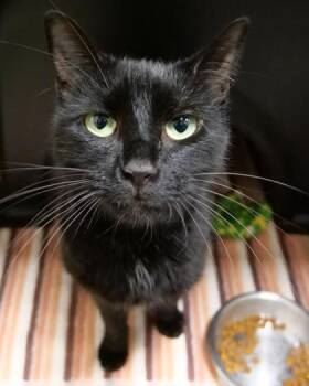 Tomato -  Domestic Short Hair Cat for Adoption in Fishers, Indiana - Tomato | PetCurious