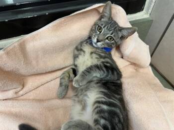 A553686 -  Domestic Short Hair Cat for Adoption in Moreno Valley, California - A553686 | PetCurious