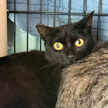 Ash -  Domestic Short Hair Cat for Adoption in Morristown, Vermont - Ash | PetCurious