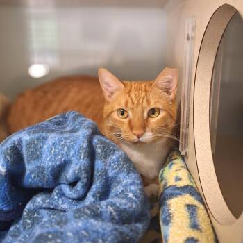 Bellinger -  Domestic Short Hair Cat for Adoption in Cumming, Georgia - Bellinger | PetCurious