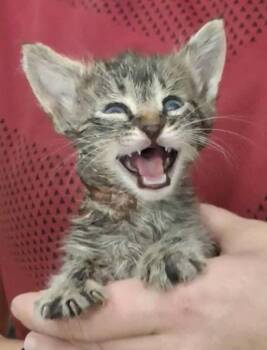 Rescue Domestic Short Hair Cats for Adoption in El Dorado, Arkansas - Morrigan | PetCurious