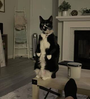 Rescue Domestic Short Hair Cats for Adoption in Fort Worth, Texas - Sweet P | PetCurious