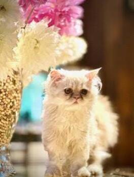 BITSY & BLAZE -  Persian Cat for Adoption in Albany, New York - BITSY & BLAZE | PetCurious