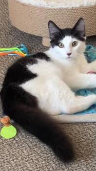 Domestic Medium Hair Cats Available for Adoption in Chilliwack, British Columbia - Mac  | PetCurious