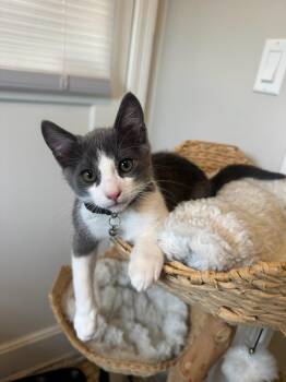 Tuna (& Tofu) -  Domestic Short Hair Cat for Adoption in Castro Valley, California - Tuna (& Tofu) | PetCurious