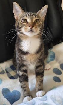 CELIA -  Tabby and Torbie Cat for Adoption in Kenosha, Wisconsin - CELIA | PetCurious