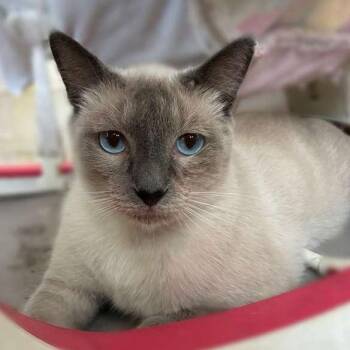 Benito -  Siamese Cat Available for Adoption in Laredo, Texas - Benito | PetCurious