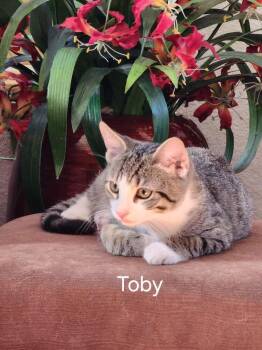 Toby -  Domestic Short Hair Cat for Adoption in Lancaster, California - Toby | PetCurious