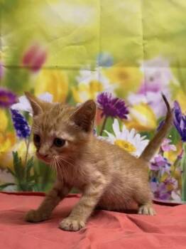 Domestic Short Hair Cats Available for Adoption in San Antonio, Texas - Valentina | PetCurious