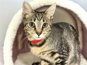 HABA -  Domestic Short Hair Cat for Adoption in Fort Lauderdale, Florida - HABA | PetCurious