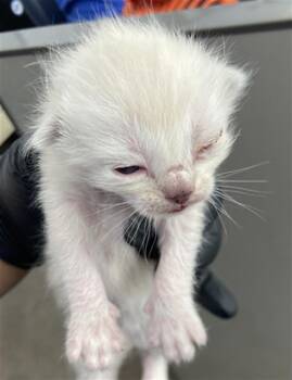 PIGLET -  Domestic Short Hair Cat for Adoption in Dallas, Texas - PIGLET | PetCurious