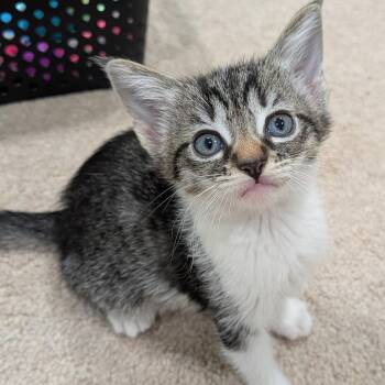 26-210 Cremini -  Domestic Short Hair Cat for Adoption in North Branford, Connecticut - 26-210 Cremini | PetCurious