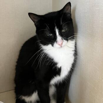 Kwik Star -  Domestic Short Hair Cat for Adoption in Monticello, Iowa - Kwik Star | PetCurious