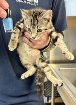 Bibb (blue) -  Domestic Short Hair Cat for Adoption in Chamblee, Georgia - Bibb (blue) | PetCurious