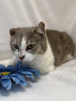 Domestic Short Hair Cats Available for Adoption in Greensboro, North Carolina - Eliza | PetCurious