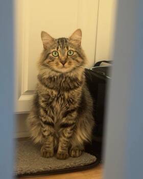 Hubert -  Domestic Long Hair Cat for Adoption in Long Beach, California - Hubert | PetCurious