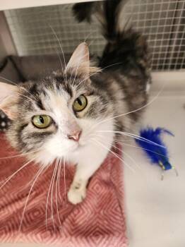 Domestic Long Hair Cats Available for Adoption in Mountain Home, Arkansas - Miss. Elizabeth | PetCurious