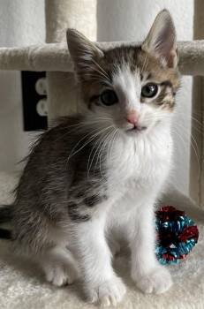 OLIVER -  Domestic Short Hair Cat for Adoption in Killeen, Texas - OLIVER | PetCurious