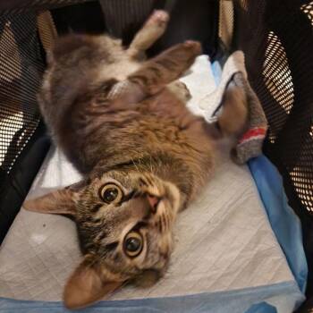 Brownie -  Domestic Short Hair Cat for Adoption in New York, New York - Brownie | PetCurious