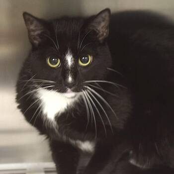 Nawi -  Domestic Short Hair Cat for Adoption in Belleville, Illinois - Nawi | PetCurious