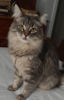 Rescue Domestic Medium Hair Cats for Adoption in Breinigsville, Pennsylvania - Fluffy | PetCurious