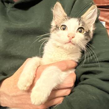 Piper -  Domestic Medium Hair Cat for Adoption in Grantsville, Utah - Piper | PetCurious