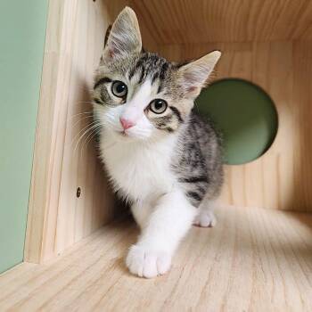 Patrick Star -  Domestic Short Hair Cat for Adoption in Liberty, Missouri - Patrick Star | PetCurious