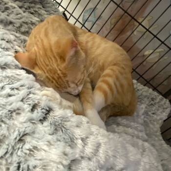 Rescue Domestic Short Hair Cats for Adoption in New Orleans, Louisiana - Mama Drama - BEAR-Stray-15466 | PetCurious