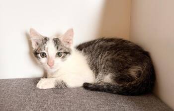 Domestic Short Hair Cats Available for Adoption in Rochester, Indiana - Eric | PetCurious