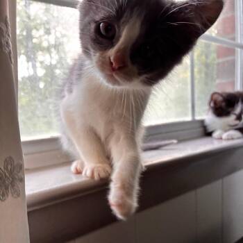 Bolster -  Domestic Short Hair Cat for Adoption in Chattanooga, Tennessee - Bolster | PetCurious