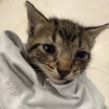 Ochre-C -  Domestic Short Hair Cat for Adoption in East St. Louis, Illinois - Ochre-C | PetCurious