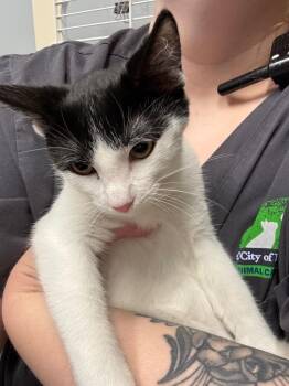 Moo Moo -  Domestic Short Hair Cat for Adoption in Bloomington, Indiana - Moo Moo | PetCurious