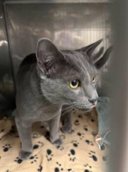 Domestic Short Hair Cats Available for Adoption in Albuquerque, New Mexico - LOUIE | PetCurious