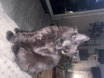 Domestic Short Hair Cats Available for Adoption - Boo | PetCurious