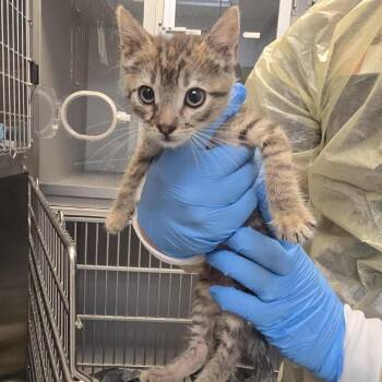 Orange Juice -  Domestic Short Hair Cat Available for Adoption in Los Angeles, California - Orange Juice | PetCurious