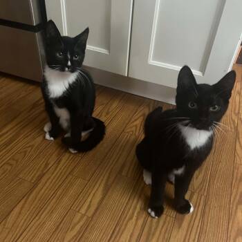 Brennan (must adopt with Dale) -  Tuxedo Cat for Adoption in New Bedford, Massachusetts - Brennan (must Adopt With Dale) | PetCurious