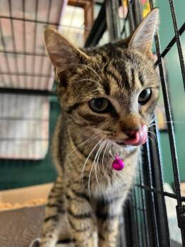 Domestic Short Hair Cats Available for Adoption - Bonnie | PetCurious