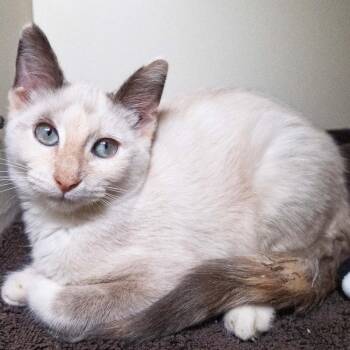 Siamese Cats Available for Adoption in South Elgin, Illinois - Alyssabeth | PetCurious