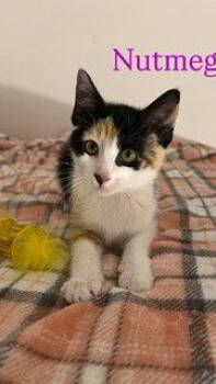 Nutmeg -  Domestic Short Hair and Calico Cat for Adoption in Hazlet, New Jersey - Nutmeg | PetCurious